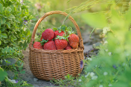 田野篮子里的草莓在花园里收获草莓图片