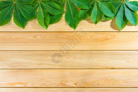 木制背景顶端视图的木制背景栗子叶图片