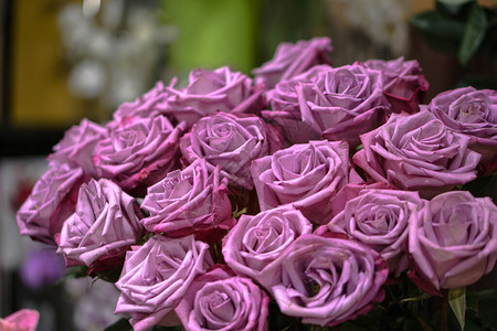 美丽的紫粉花束玫瑰花背景图片