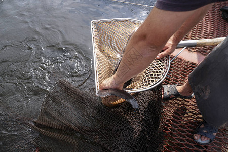 美丽的大灰鱼在工厂人的渔夫手中在农场生产和养殖鲟鱼和白背景图片