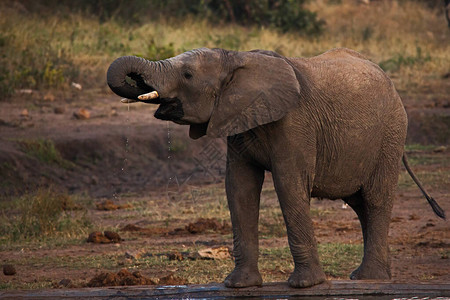 在南非克鲁格公园一个水洞里饮用非洲青年大象LoxodontaAfr图片