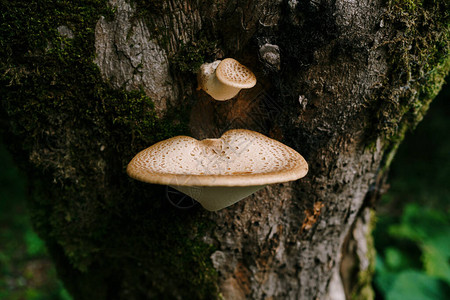 树上的白色年轻蘑菇装配机箱图片