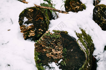 林中积雪上的腐烂树上长成的真菌图片