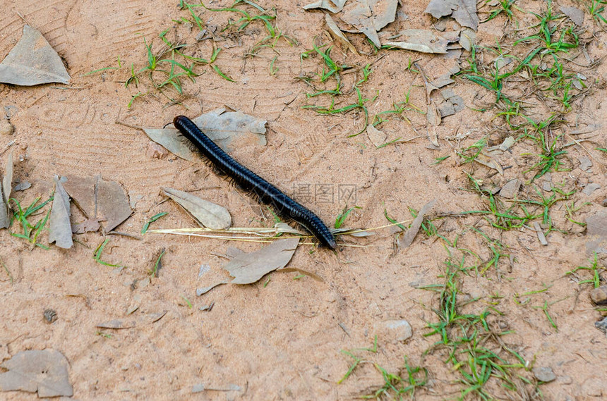 亚洲地上的蜈蚣吃树叶的热带害虫昆地上图片