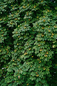 树的枝上的七叶树果实带尖刺的球形盒子背景图片