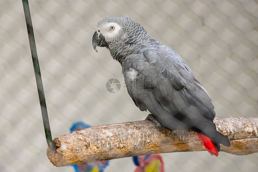 美丽的灰色鹦鹉详细肖像图片