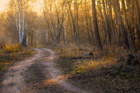 秋天穿过森林的小径五颜六色的秋天小径秋天的林道美丽的早晨在图片