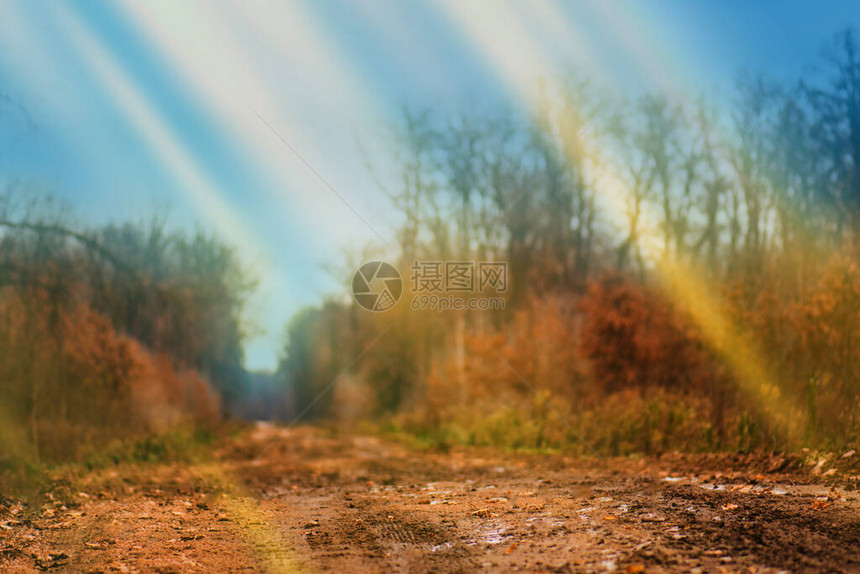 秋天的森林自然景观与宜人的温暖阳光华丽的秋天风景有温暖光图片