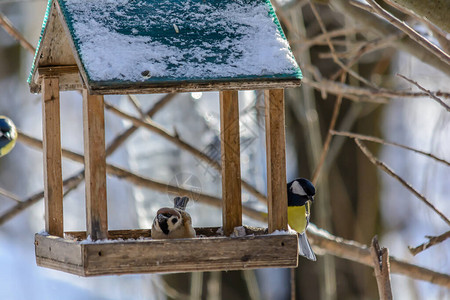 在寒冷的冬天山雀和麻雀从喂食器中啄食图片