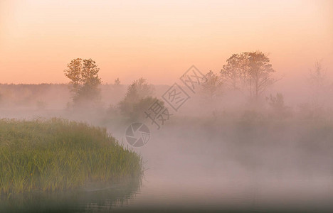 美丽的夏日出乡村景观河上的晨雾树木朦胧的倒影在水中白图片