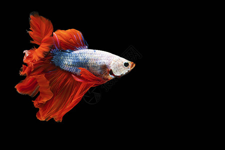 多色贝塔花朵在泰国以孤立的黑色背景与鱼类搏斗图片