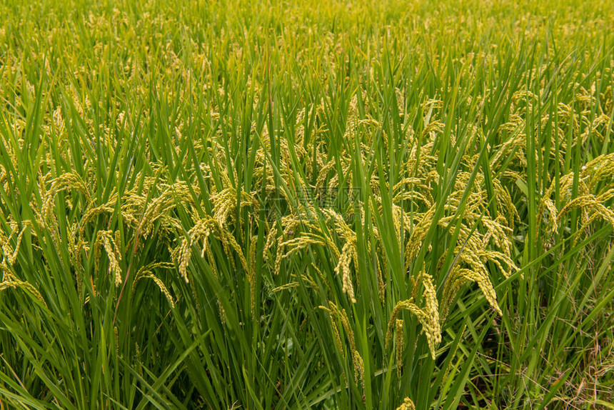 布朗大道美丽的稻田景观色图片