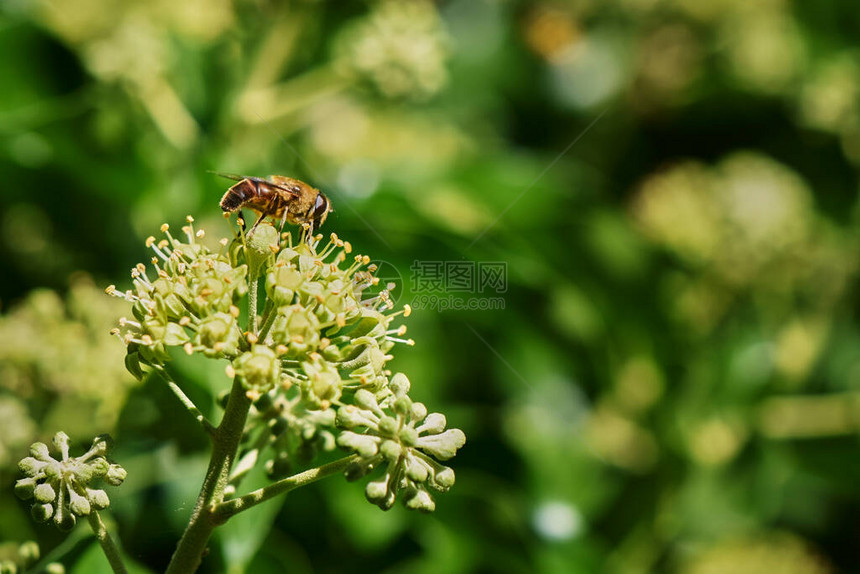 离长春花的黄蜂模仿虫Volucellazona图片