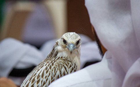 一名阿拉伯男子在卡塔尔一次猎鹰表演中握着猎图片