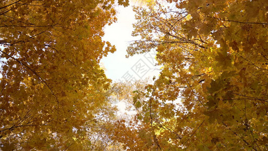 森林中秋树间天空的视图图片