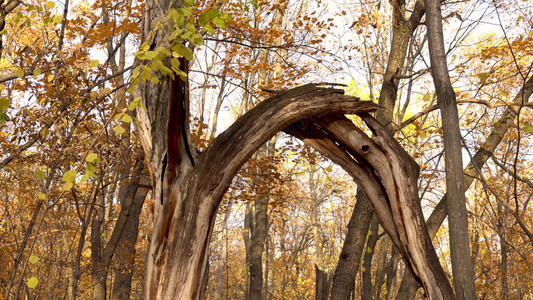 古老的枯树破碎的树站在秋天的森林图片