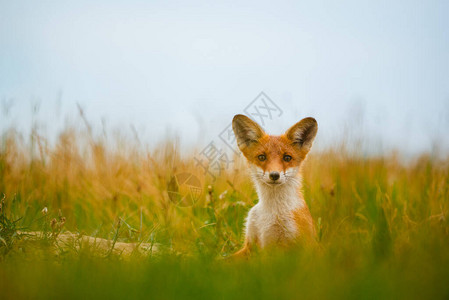 年轻的红狐狸在图片