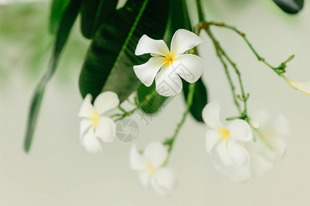 美丽的白种植物自然形象图片