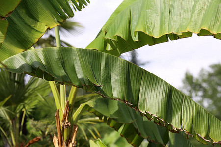 热带香蕉棕榈叶雨林中大片图片