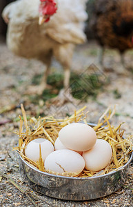 农场干草里新鲜鸡蛋图片