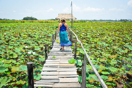 柬埔寨暹粒莲花农场图片