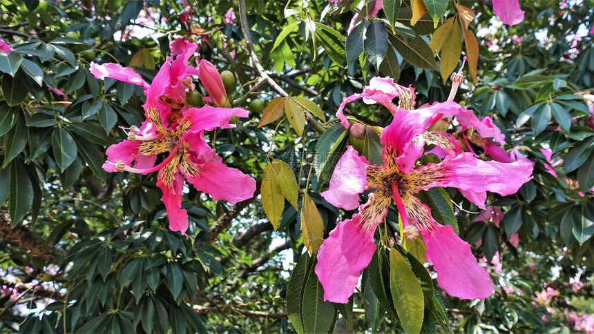 开花的树Ceibapentandra在绿色的叶子中图片