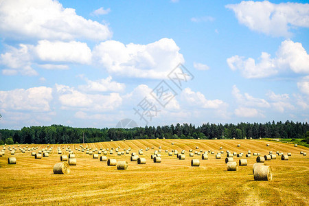 干草堆农业领域景观农业领域干草堆与蓝天和云彩的被割的草甸收获时在田间图片
