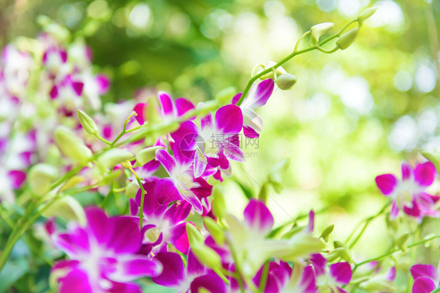 绿色模糊背景下白色紫色和粉色热带兰花石斛Earsakul图片