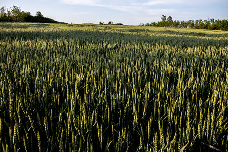 年轻的绿色小麦正在背景图片