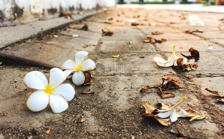 路边的雨林花朵背景中以柔软为焦图片