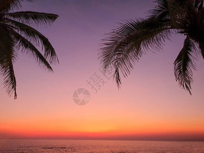 椰子树的休眠带再次落叶夜晚海边的橙色和金色图片