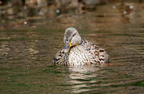 雌野鸭在河边洗澡梳妆图片