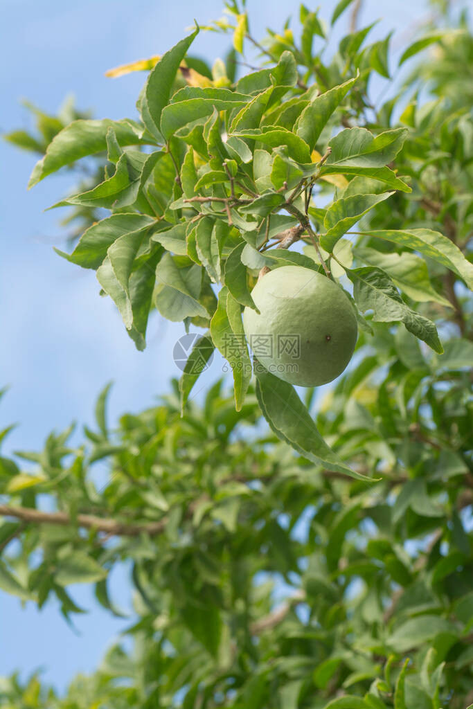 树上的aeglemarmeloscorrea果实的图像图片