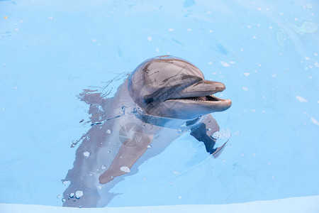 海豚在游泳池阿图片