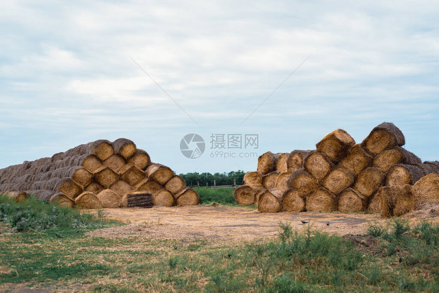 圆形稻草堆干草堆高地堆着牛马的食物小麦卷图片