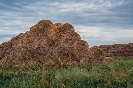 圆形稻草堆干草堆高地堆着牛马的食物小麦卷图片