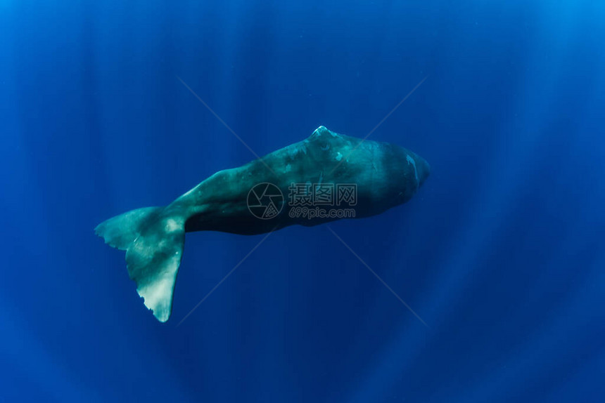 抹香鲸在蓝色深海中毛里求斯图片