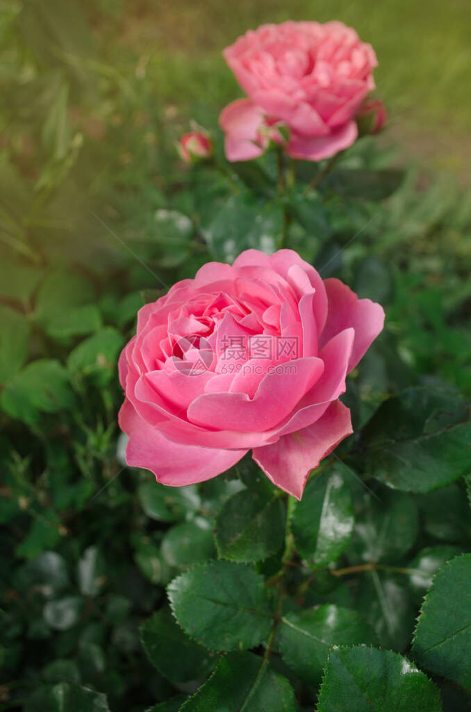 粉红色的玫瑰花园里长着粉红玫瑰美丽的粉红图片