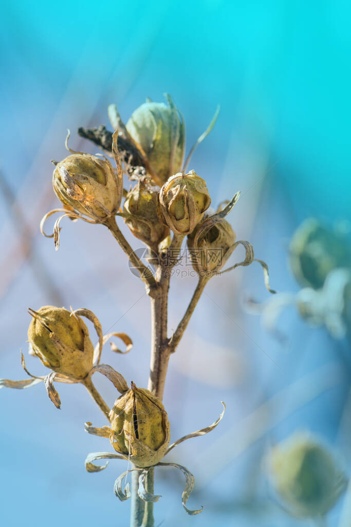 芙蓉种子盒如何收集芙蓉种子从芙蓉植物中收集种子在干燥的日子收集成图片