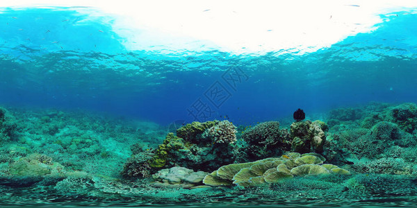 水下鱼礁海洋360VR热带多彩海底景与珊瑚礁图片