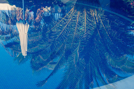 水池中棕榈树的倒影图片