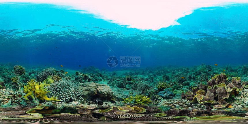 珊瑚礁水下与鱼类和海洋生物珊瑚礁和热带鱼图片