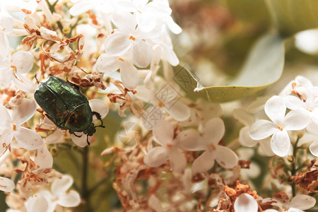 CetoniaAurata花金龟子绿色六月甲虫Bug昆虫宏图片