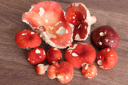 森林食材蘑菇生红色木制背图片