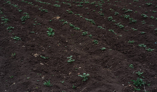 新植入土壤的青绿植物为环境农耕和种植蔬菜提供照料图片