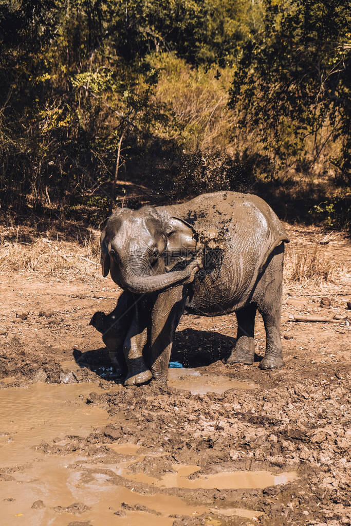大象妈在斯里兰卡Udawalawe公园的泥地上为自己和她的幼崽洗澡从Safari吉普车图片
