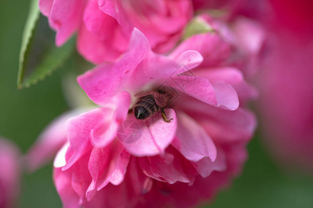 有蜜蜂的紧贴玫瑰美丽图片