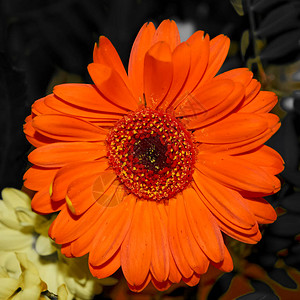 橙色GerberaGerberaviridifolia在阳光下与饱图片
