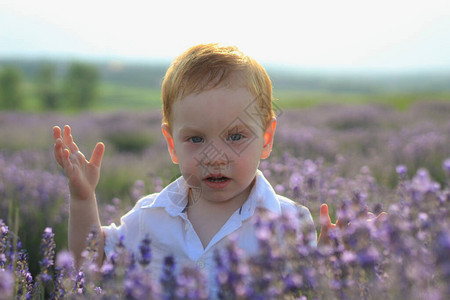 和日落阳光下紫衣草田的气味图片