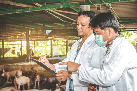 病猪研究小组记录了控制预防和治疗动物疾病的数据进入猪场没有口蹄疫畜牧背景
